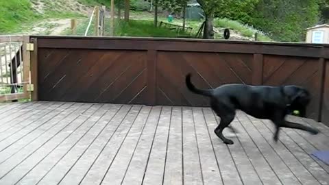 A dog was very surprised because his dream came true