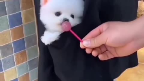 dog eats candy
