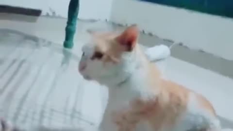Cat eating rope and funny moments 😂