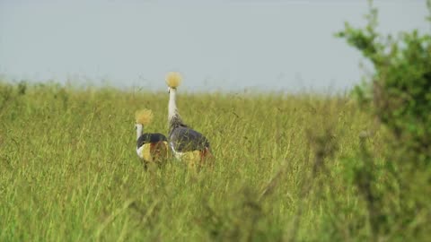 Beautiful Birds