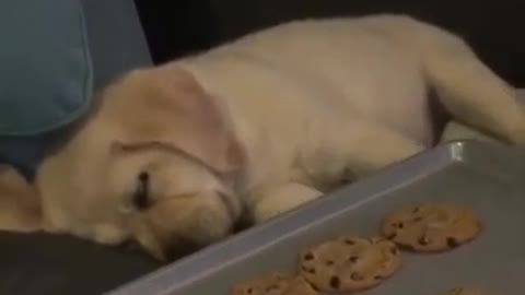 Deep sleeping dog | funny completion 😂😂😂