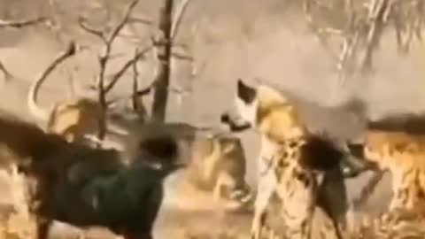 A fighting between clan of hyenas vs lion #shorts #lionvshyena