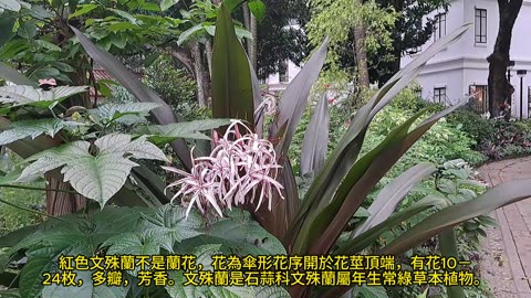#紅色文殊蘭。#香港公園 Red Crinum Asiaticum