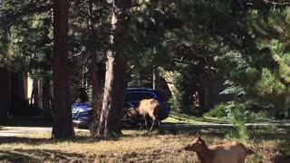 Elk Bum Rushes Parked Car