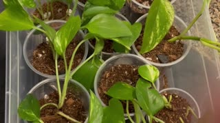 Transferring my Golden Pothos Propagations from Water to Soil…