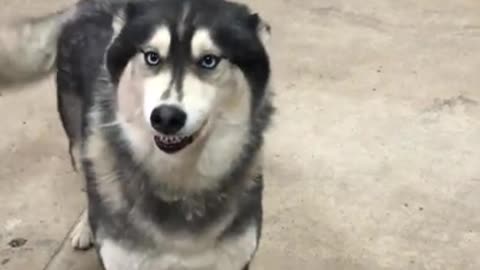 siberian husky smiling #husky #huskysiberian