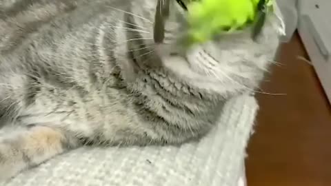 Cat and parrot playing and funny moments