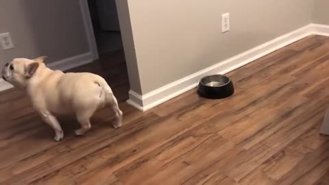 Owner Denies Refilling Food Dish, Prompting French Bulldog to Throw an Adorable Tantrum.