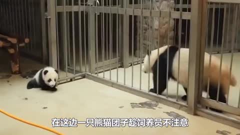 furry panda