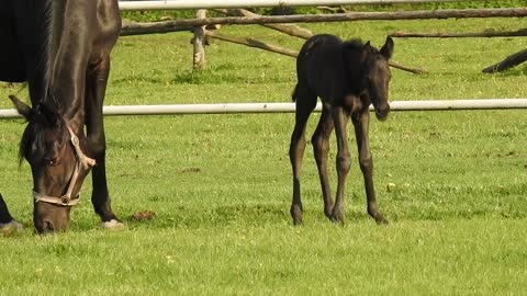 The horse foal horse pond footbridge meadow