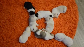 Cute Circle of Snoozing Puppies