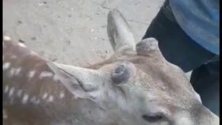 Feeding deer with banana