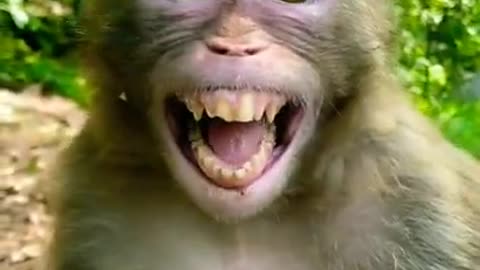 Funny monkey 😃status short video #animals#funny#video😃
