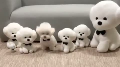 Cute small dogs.