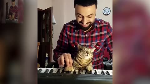 Cat and male owner are playing the piano