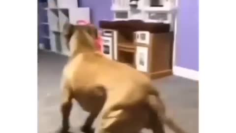 funny dog ​​videos