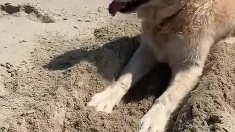 Golden Curious About Sand Crab