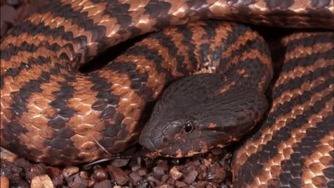10 Deadliest Snakes in the World