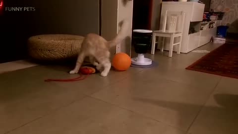 Cats VS Balloons 😂🎈 Funny Cats Playing With Balloons [Funny Pets]