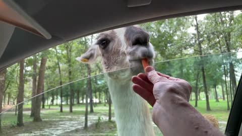 Spitting Llama Video Funny