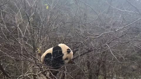 #tree climber#Chinese giant panda