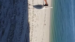 Great Egret just staring at the man