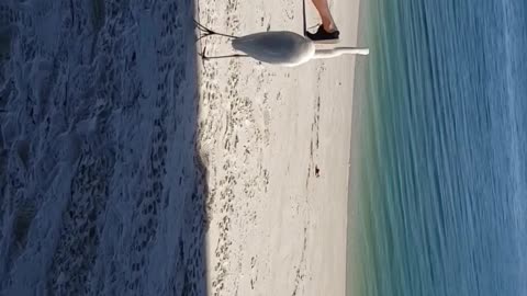 Great Egret just staring at the man