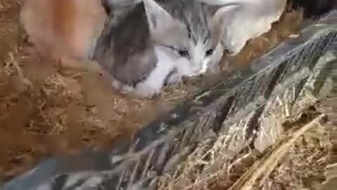 Mother Hen Shelters Three Kittens