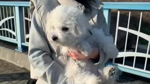 Baby Bichon Frise with a very flexible neck.