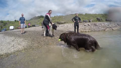 Newfoundland Dog Rescue