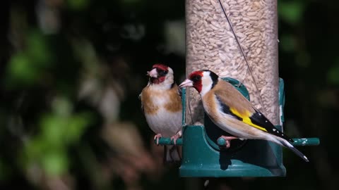 Goldfinch Bird outside feeding