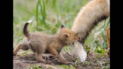 Cute baby animals cuter