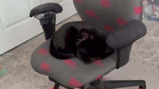 Adopting a Cat from a Shelter Vlog - Cute Precious Piper Waits for Office Visitors