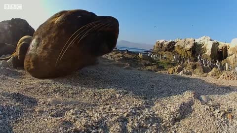 Tiny Penguins Fight Off Seals | BBC Earth