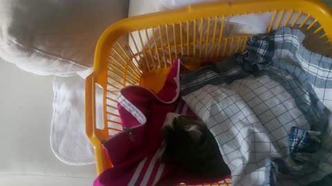 The cat is sleeping in the laundry basket 🤣😍😍😍