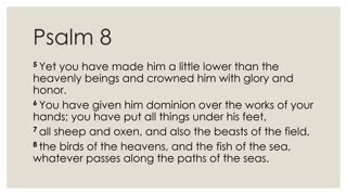 Psalm 8 Devotion