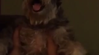 Owner making gray dog move and look like its dancing