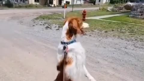 This puppy is so powerful that it can walk upright for a long time