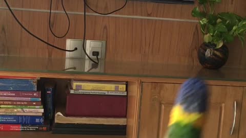 Birdie Bops Along to Favorite Song