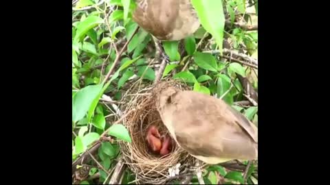 Best Video/Nature/Mother Bird Saves Baby From Death