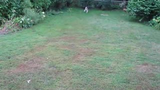 Kellar the Blind Dog Playing Fetch