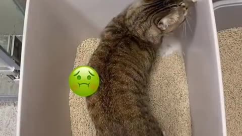 Super lazy cat Cute Cats Cutest Cats Compilation 2021