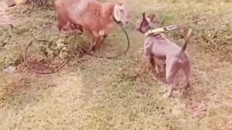 Funny Animal Videos