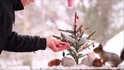 Squirrel Christmas book