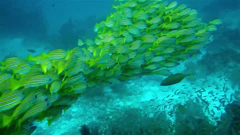 Relax your eyes by watching these fish
