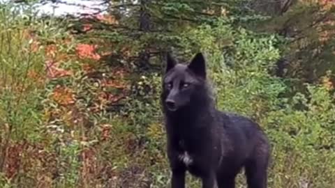 Black wolf