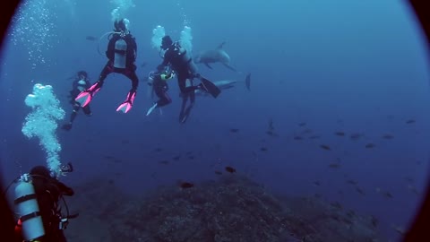 Playful dolphins pull on manta ray's tail to play with in scuba divers