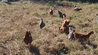 MY HENS ARE LOVING MY GARDEN 😁