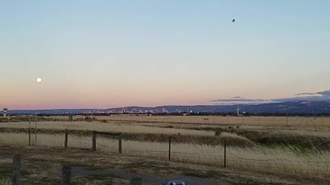 2020-12-29 Moonrise @ Adelaide Airport 03 Bird part 1 of 2
