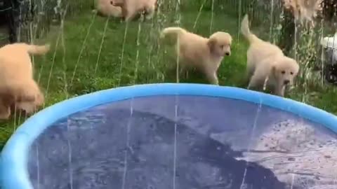 Cute Puppies play with sprinkler pool!